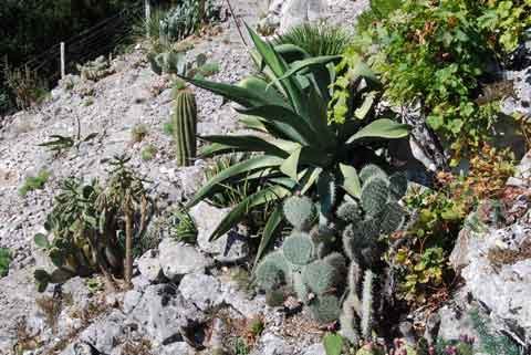 Agave salmiana et divers Opuntia