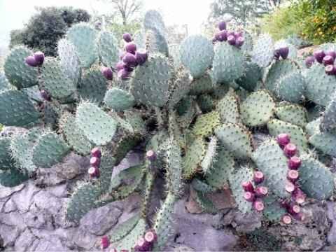 Opuntia rastrera