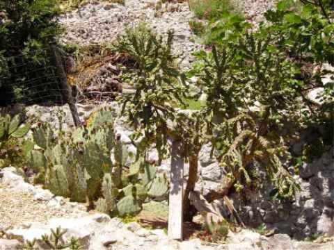 Opntia phaeacantha major et Cylindropuntia imbricata