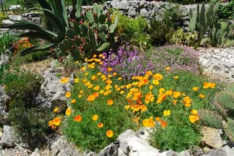 Opuntia alta et Opuntia robusta
