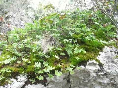 Polypodium vulgare